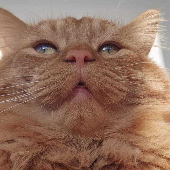 isabelaferre482